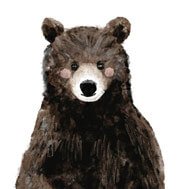 Brown bear portrait 