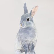 Bunny Rabbit Wall Decal